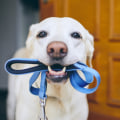 The Benefits of Updates and Photos for Pet Care Services in Alexandria, Virginia
