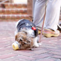 Pet Care Services in Alexandria, Virginia: What You Need to Know