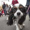 Pet Care Services in Alexandria, Virginia: A Comprehensive Guide