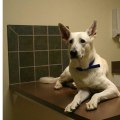 The Benefits of Spaying and Neutering Your Pets at Pet Care Services in Alexandria, Virginia