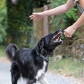 Handling Aggressive or Difficult Pets at Pet Care Services in Alexandria, Virginia