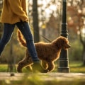 The Benefits of Having a Clear Cancellation Policy for Pet Care Services in Alexandria, Virginia