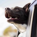 Finding the Best Pet Care Services in Alexandria, Virginia