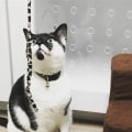 Caring for Pets with Special Needs in Alexandria, Virginia: A Comprehensive Guide