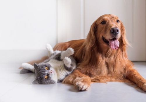 Emergency Preparedness for Pet Care Services in Alexandria, Virginia