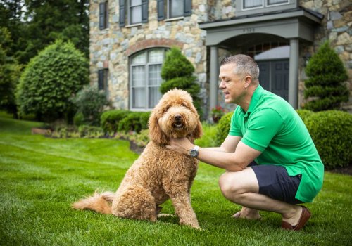 The Essential Role of Flea and Tick Prevention in Pet Care Services in Alexandria, Virginia