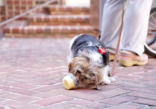 Pet Care Services in Alexandria, Virginia: What You Need to Know