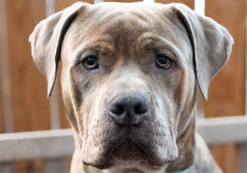 Maximizing Savings on Pet Care Services in Alexandria, Virginia