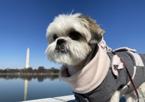 The Process of Providing Feedback and Reviews for Pet Care Services in Alexandria, Virginia