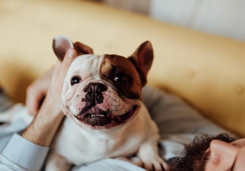 Exploring Pet Care Services in Alexandria, Virginia: Are There Any Breed Restrictions?